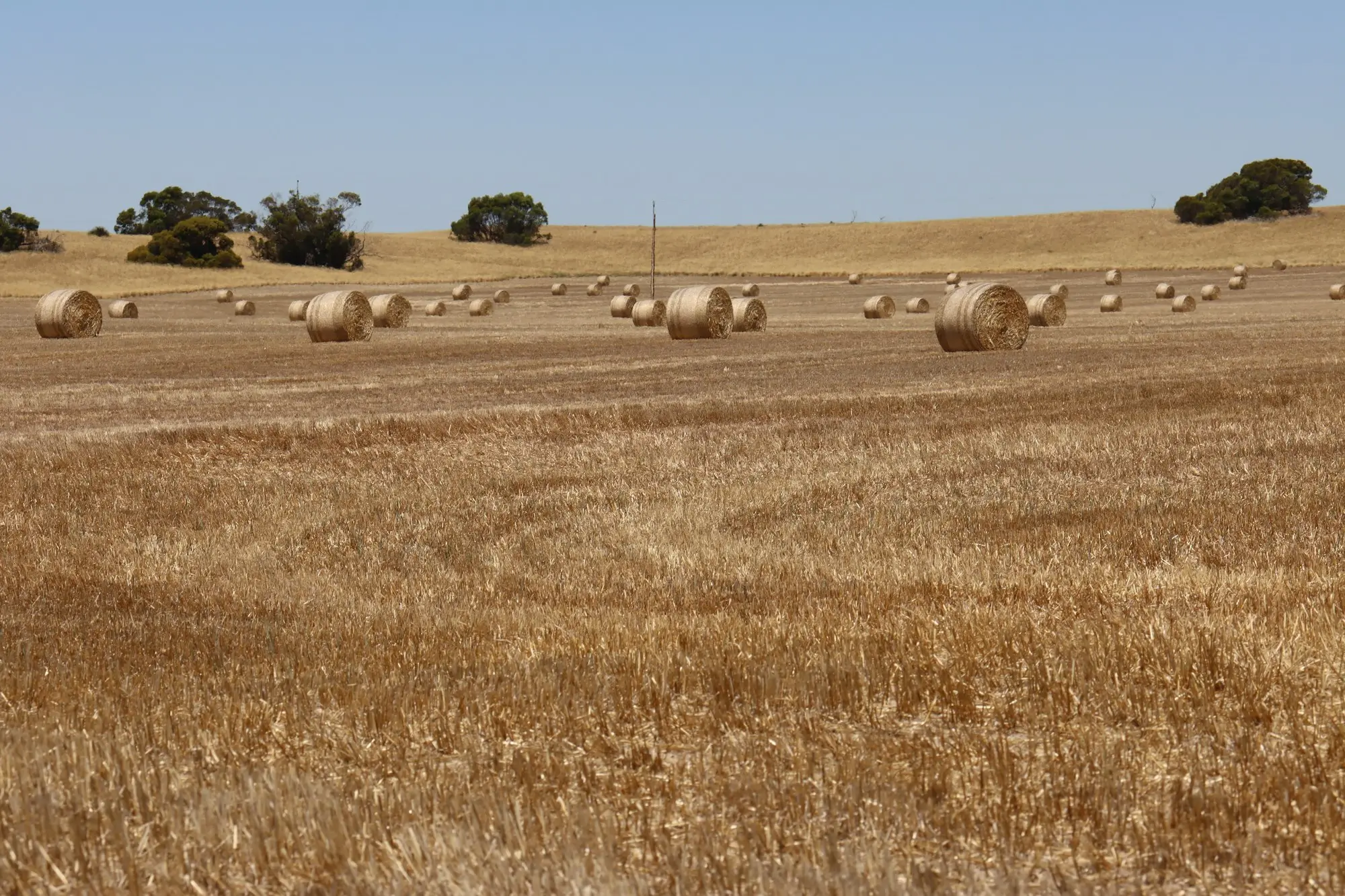 Harvested paddock with hay bales near Malinong, South Australia